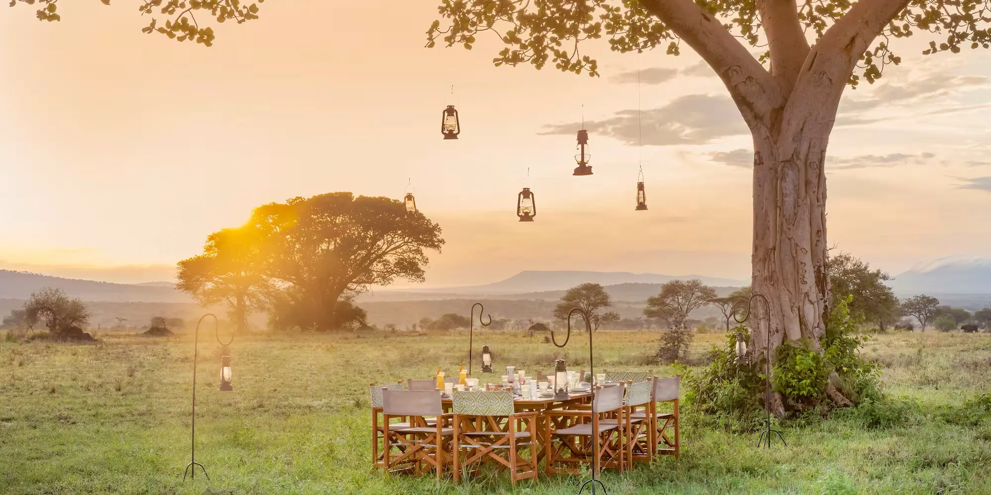 Lantern-lit private dining beneath a tree in the wilderness