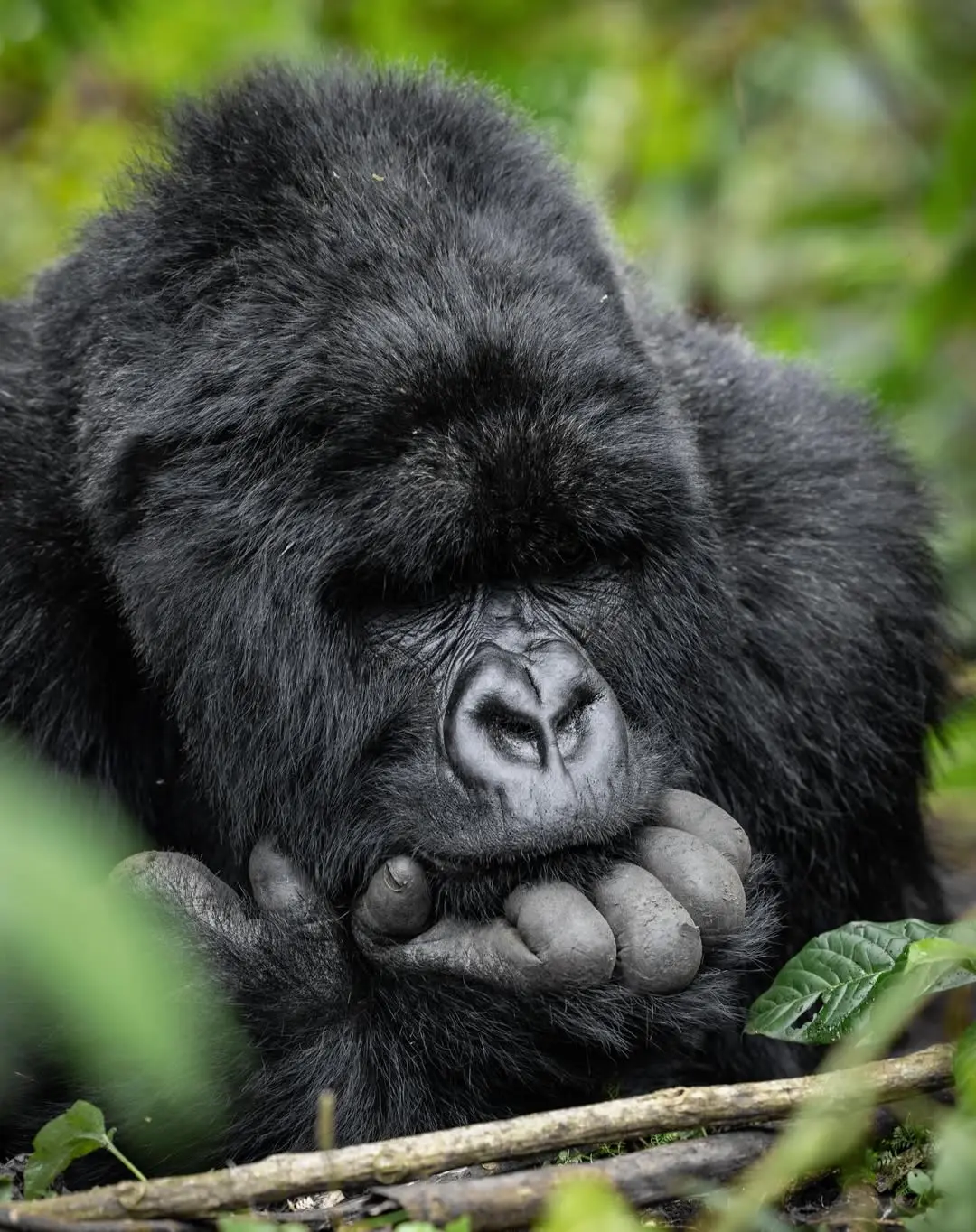 A mountain gorilla observed at close range in its forest habitat