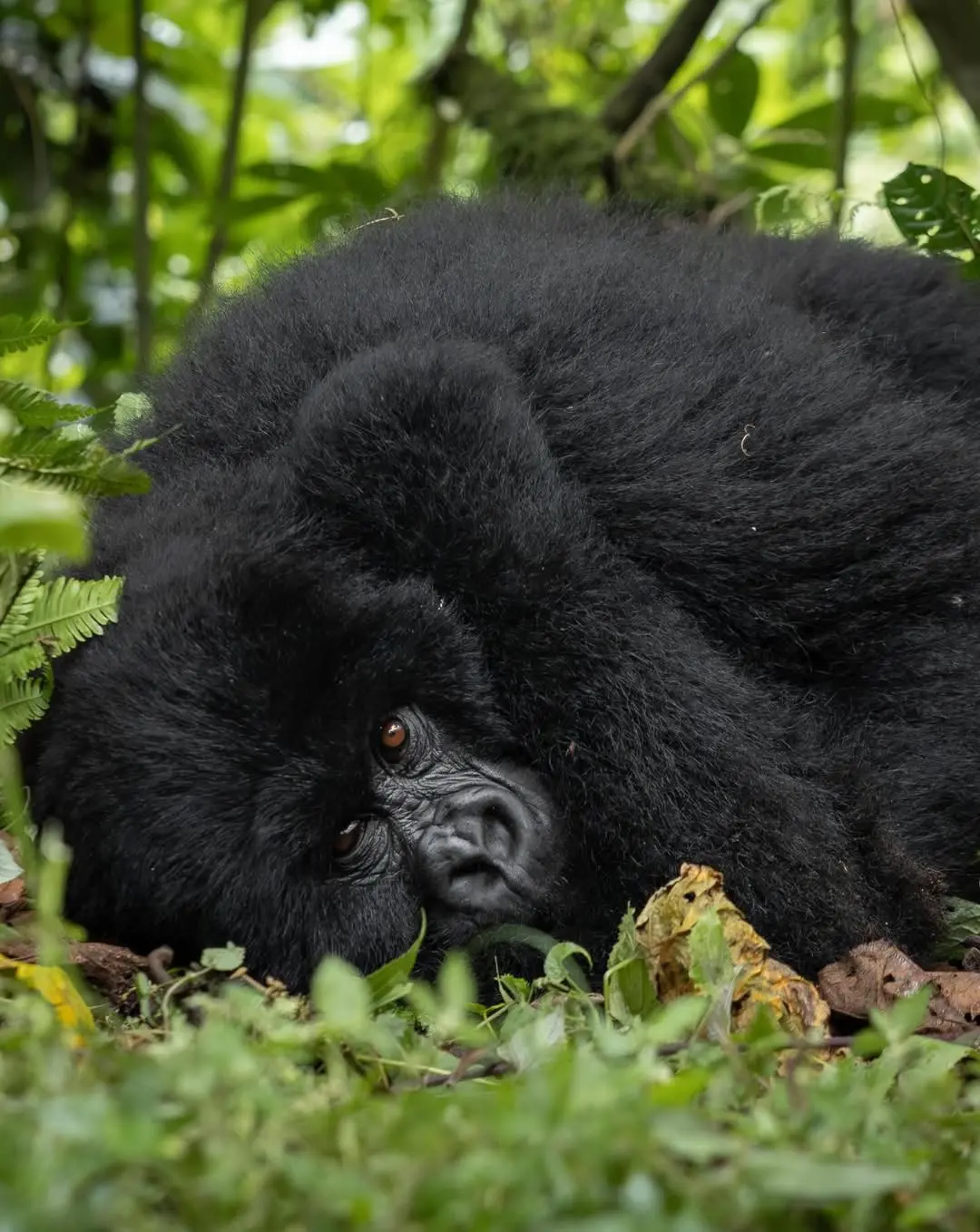 A mountain gorilla resting on the forest floor