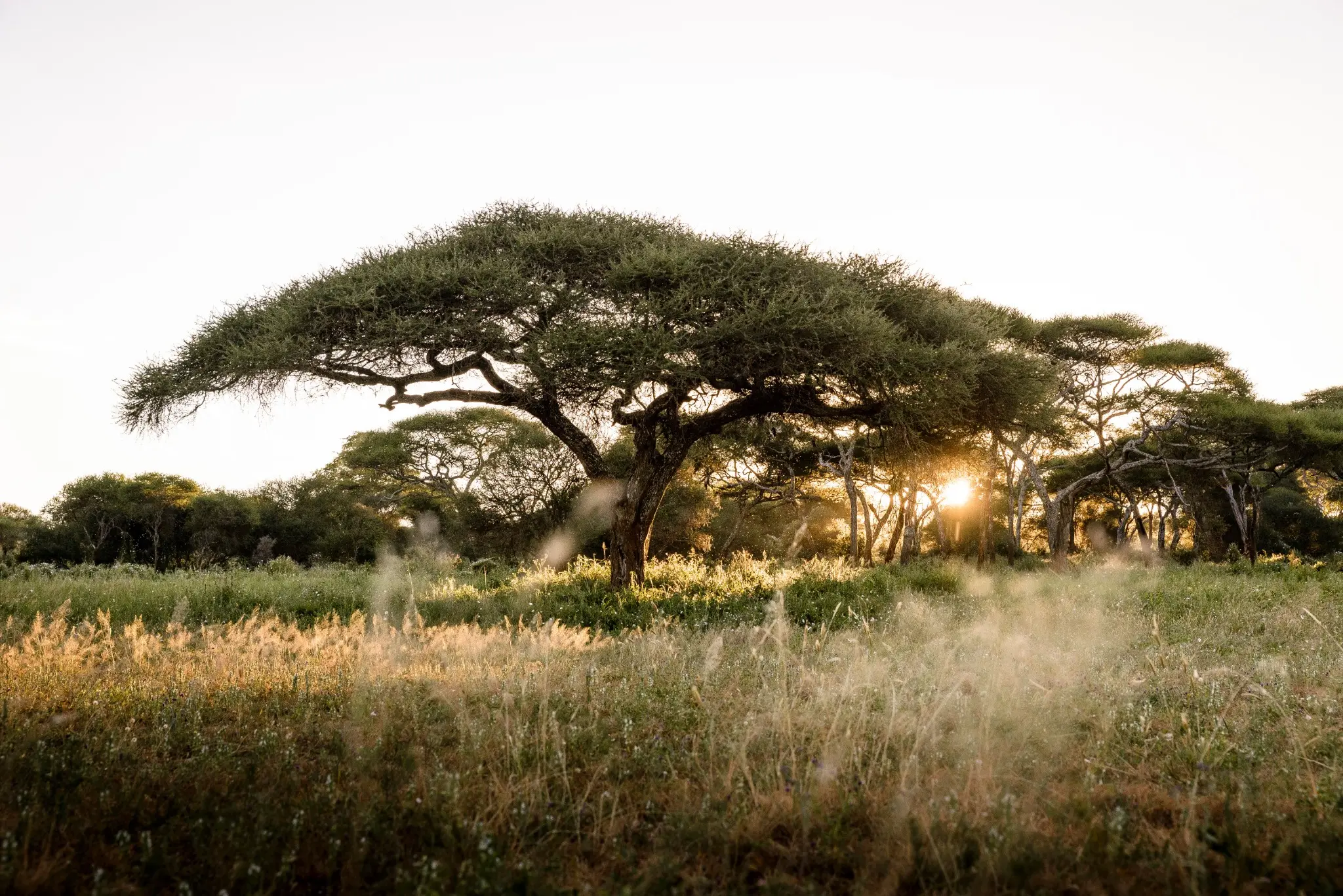 An acacia silhouetted in the first light over Tanzania's Tarangire landscape