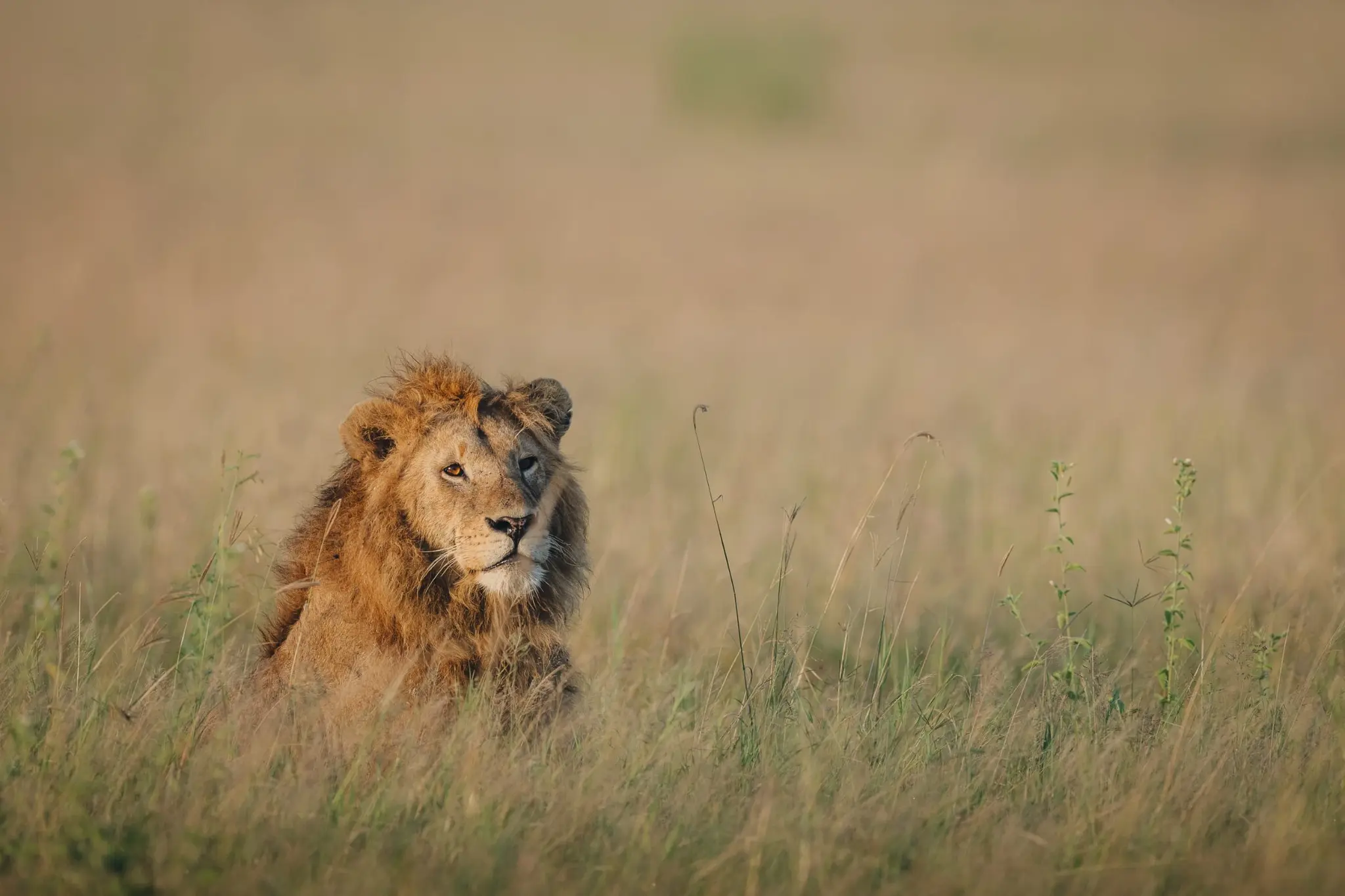 Kenya safari landscape