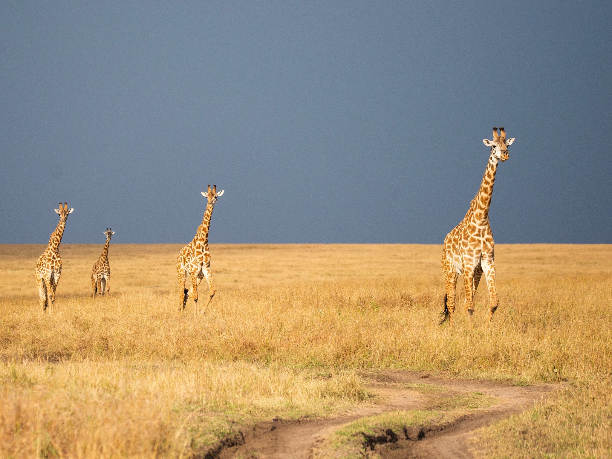 Giraffes on the East African plains