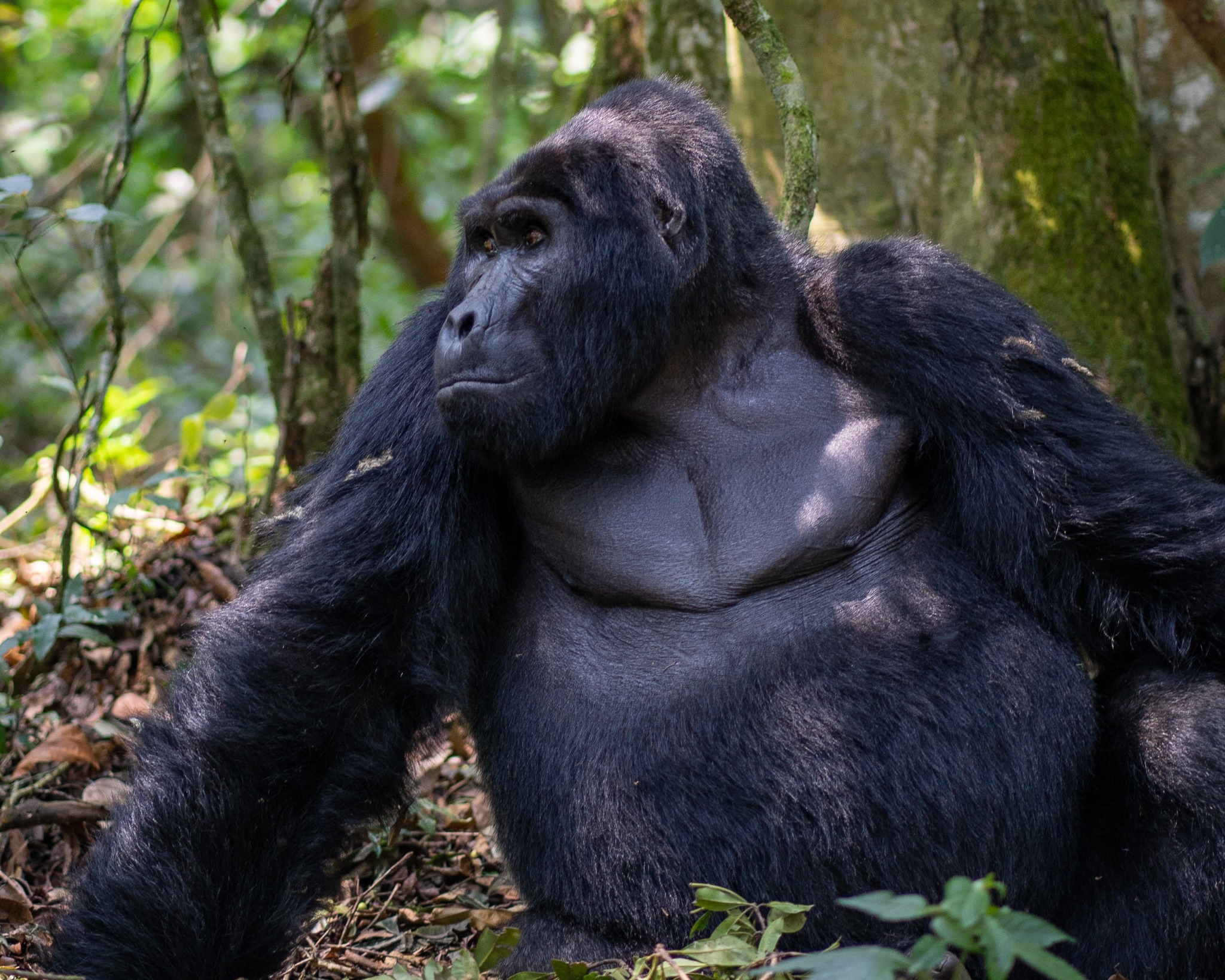 A mountain gorilla silverback in Bwindi's forest