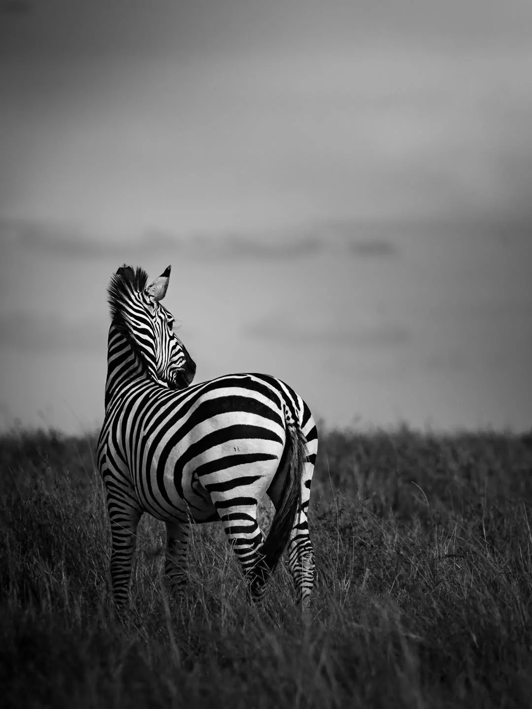 A zebra pauses in monochrome against the storm light