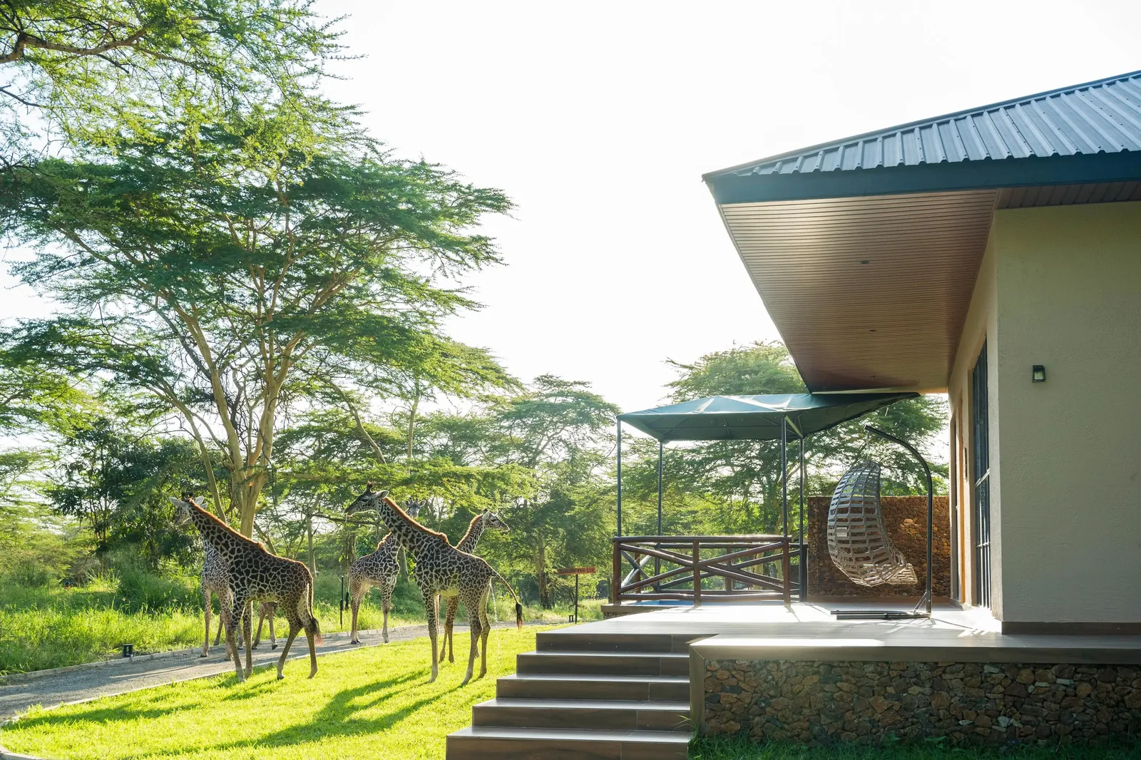 Masai giraffe amble past a sanctuary veranda near the park