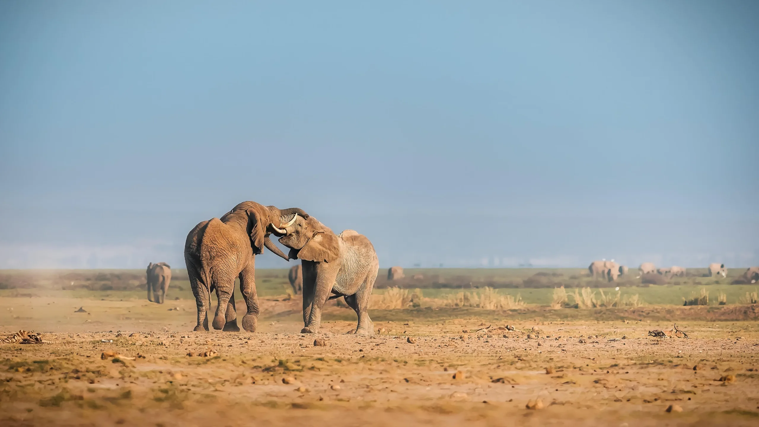 Two elephants spar in the dust of the Amboseli plain