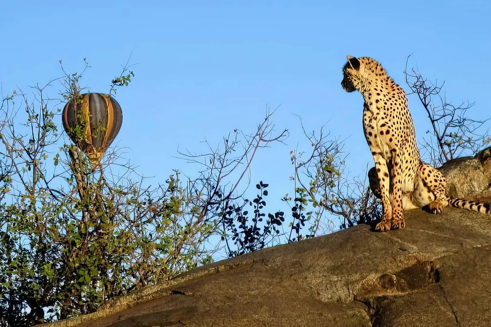 A cheetah watches from its rock as a balloon crosses the sky behind