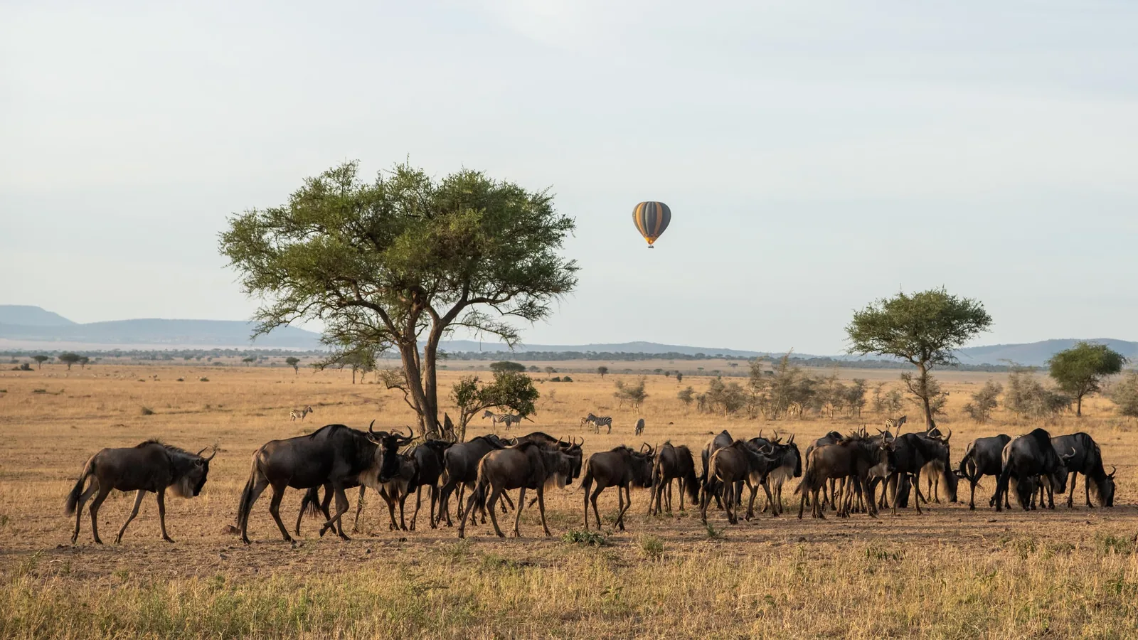 Wildebeest herds file across the plain as a balloon drifts behind them