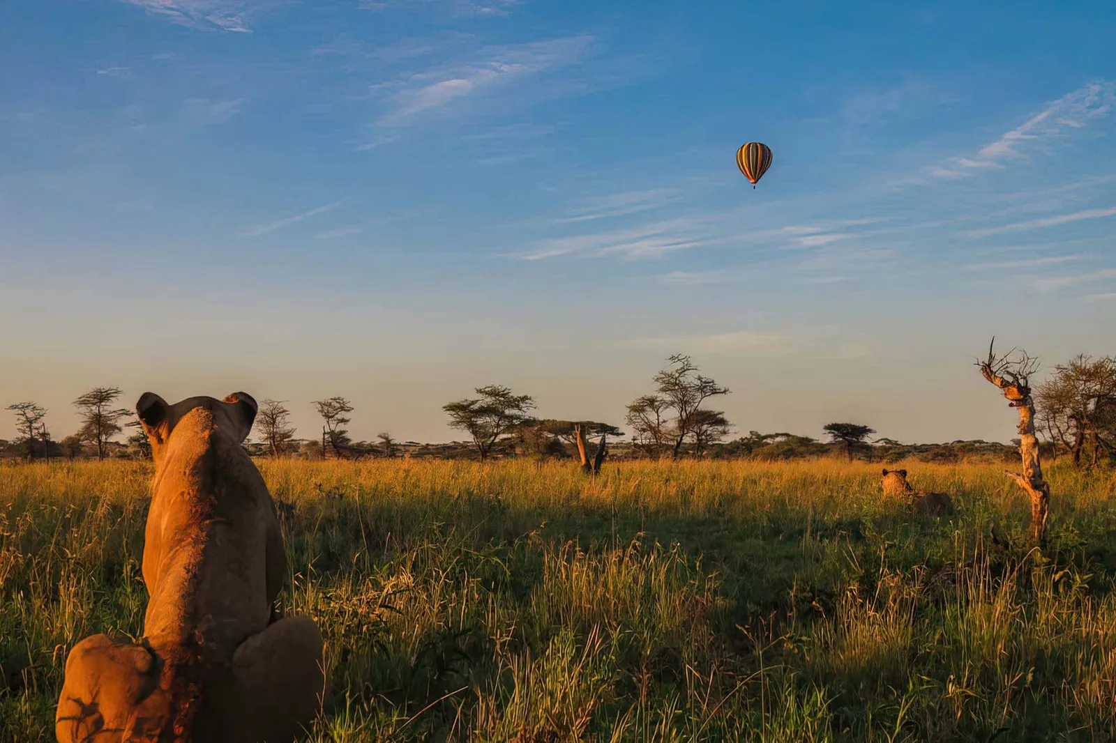 A lion looks out across the grass as a balloon hangs in the morning sky