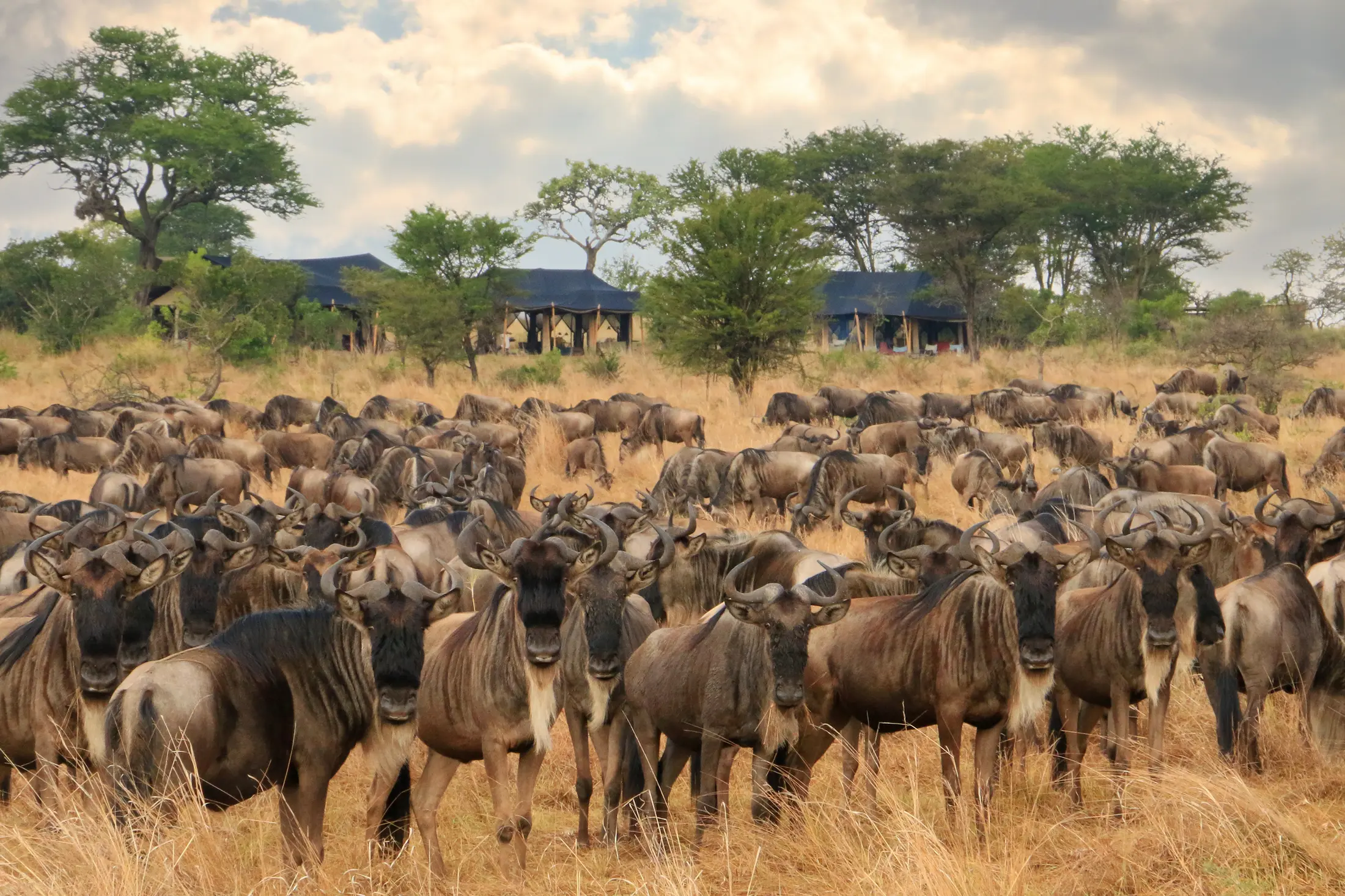 Wildebeest grazing beside a seasonal camp during the southern Serengeti calving period