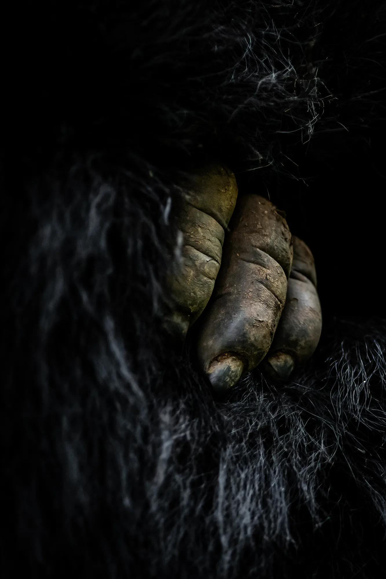 The hand of a mountain gorilla, deep in its fur