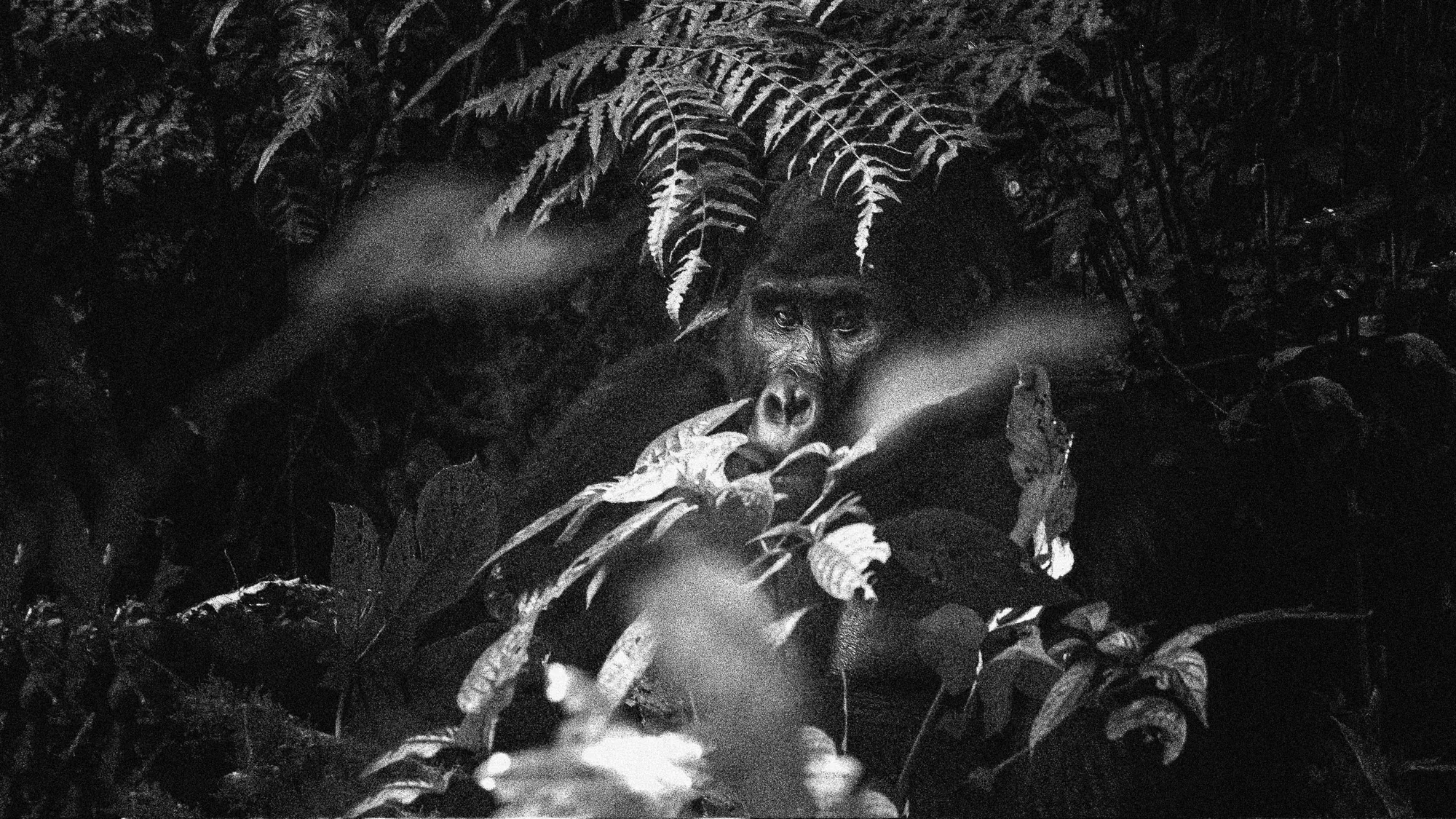 Mist hangs in the ferns of the Bwindi canopy