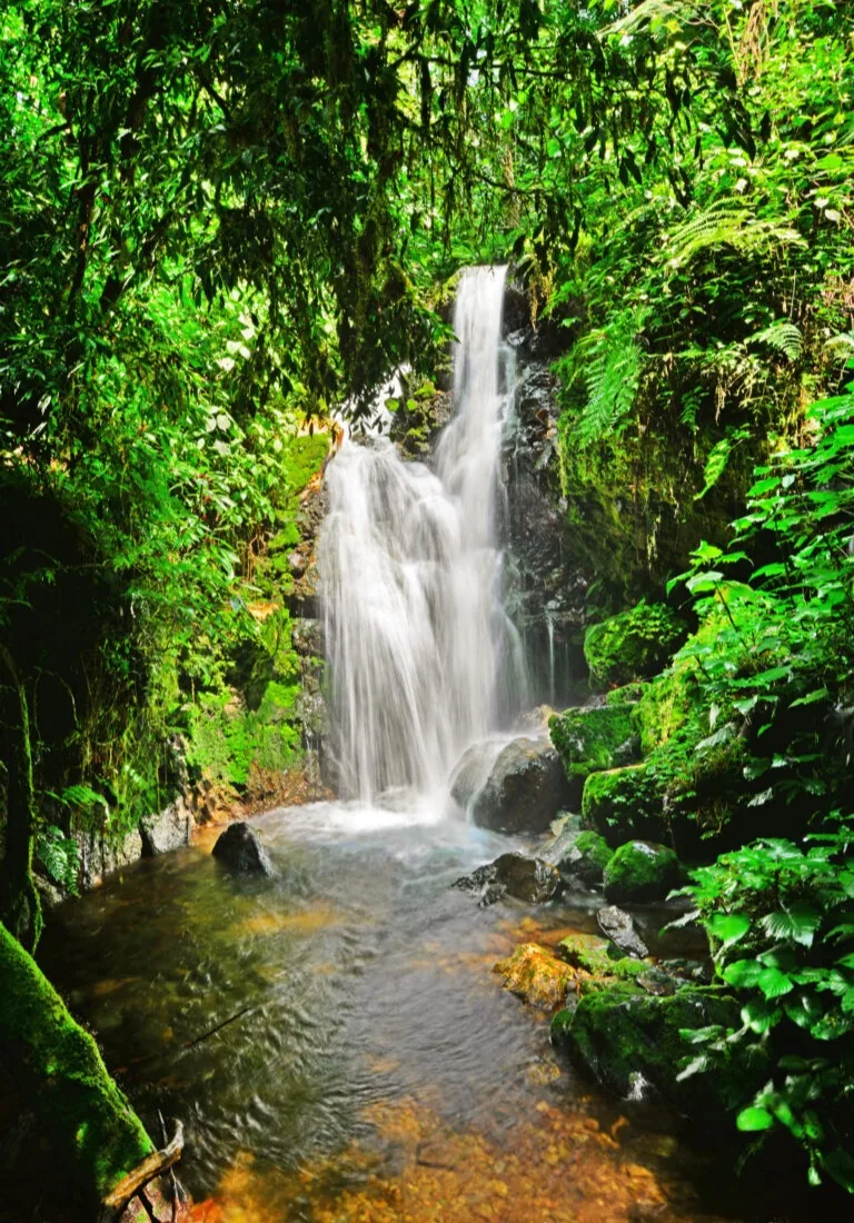 A waterfall drops through the green of the forest