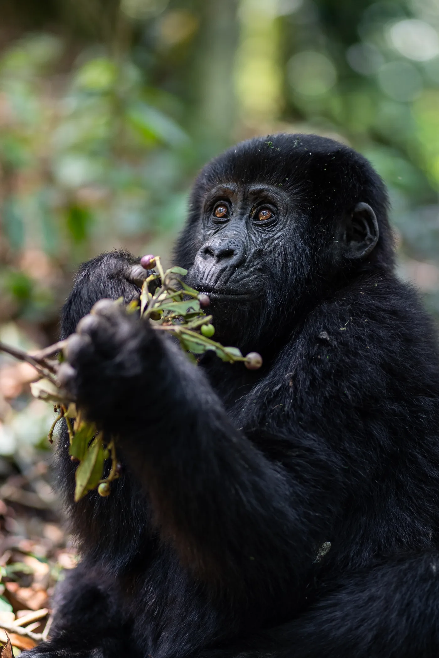 A young mountain gorilla feeds among leaves in Bwindi, lit by a break in the canopy