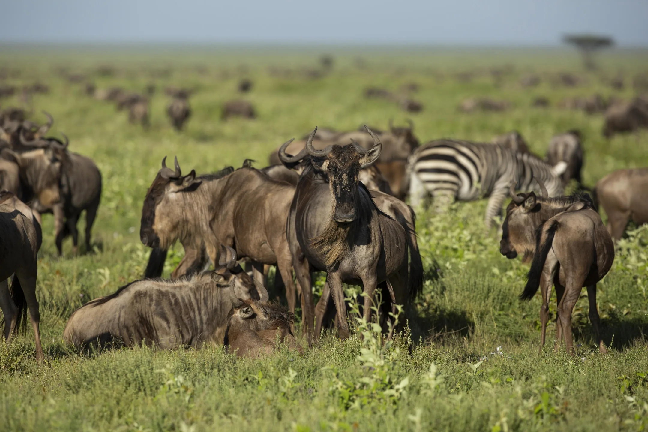 Wildebeest and zebra crowd the short grass of the southern plains
