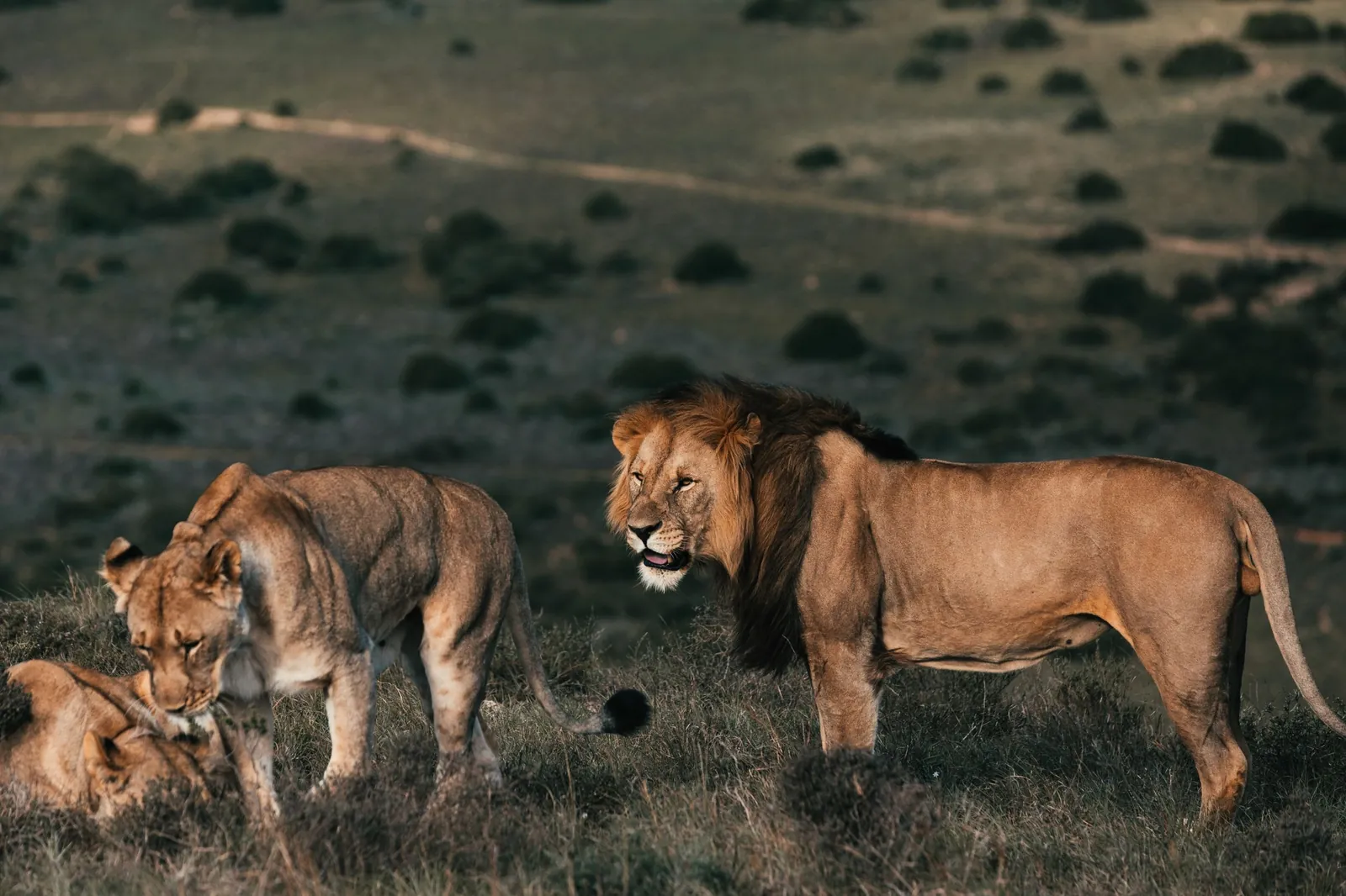 A lion pride rests together in the last light of the plains