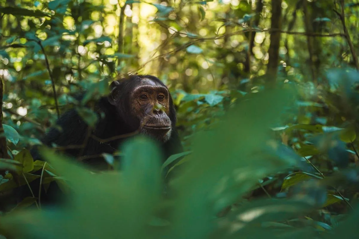 A chimpanzee watches from dense green foliage