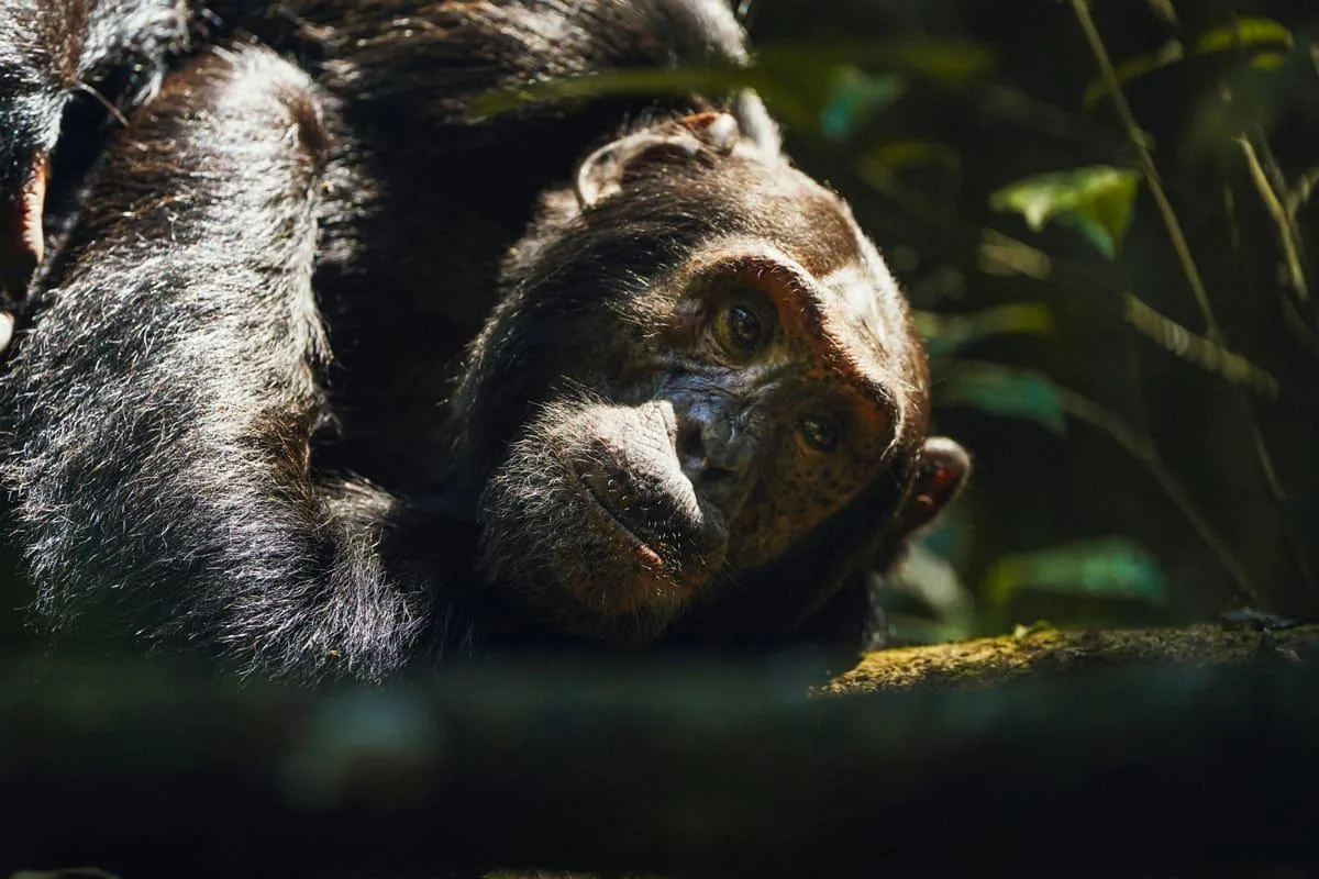 A chimpanzee rests in the Kibale canopy light