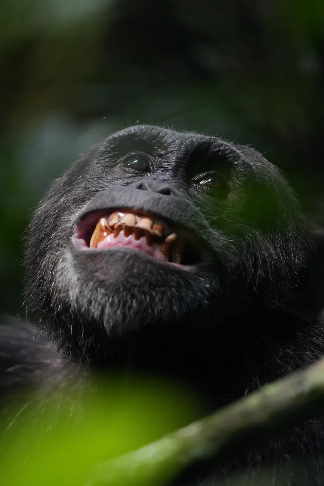A chimpanzee bares its teeth in the low forest light