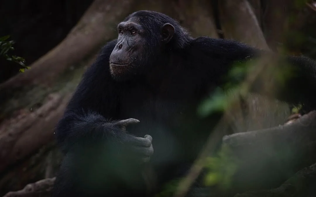 A chimpanzee sits in the shadowed forest