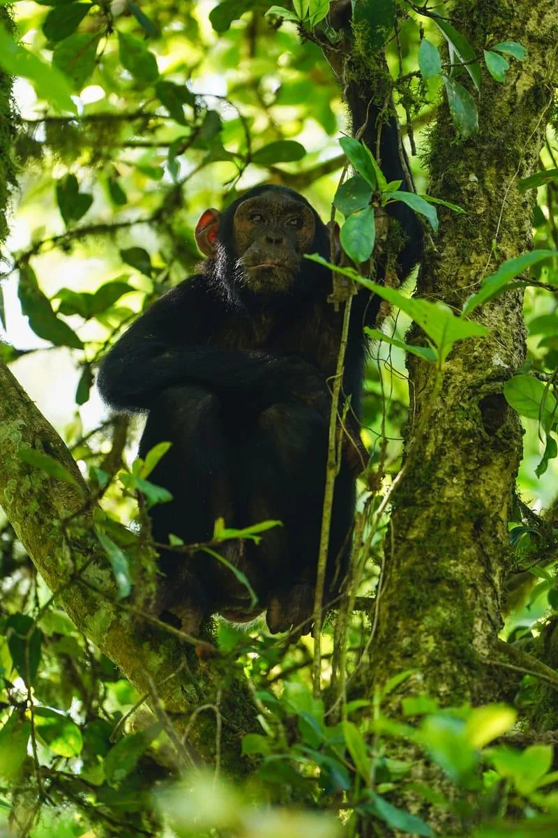 A young chimpanzee climbs through the branches