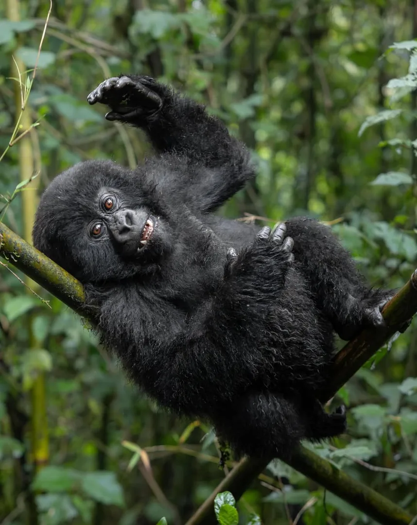 A young gorilla climbs through the vines