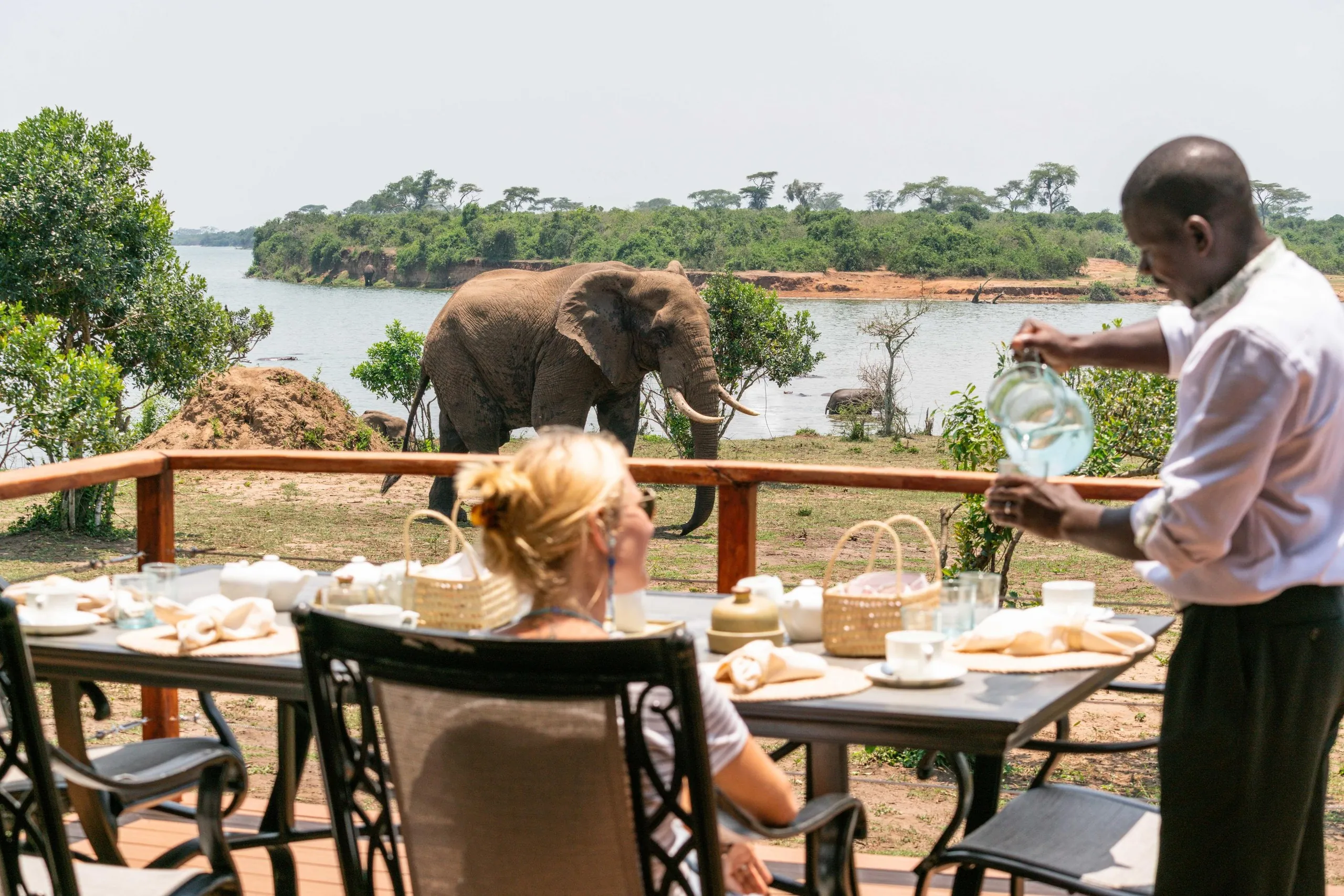 An elephant wanders past the breakfast terrace of a highlands lodge