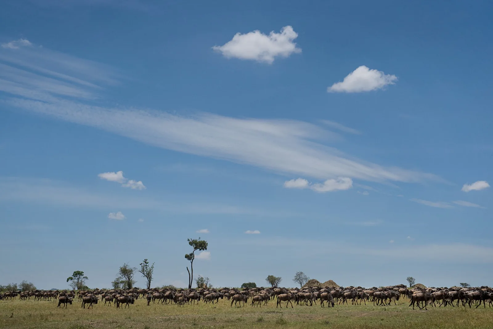 Herds mass across the open grassland under a wide sky