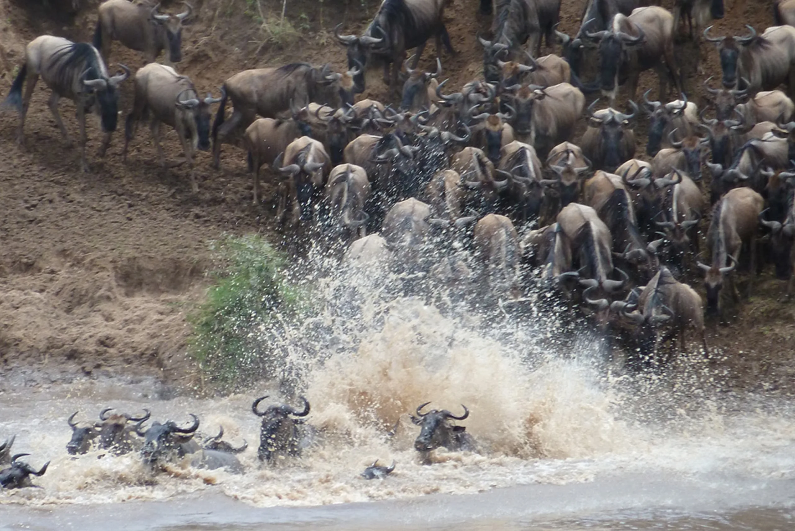 Wildebeest plunge through the churn of the Mara river