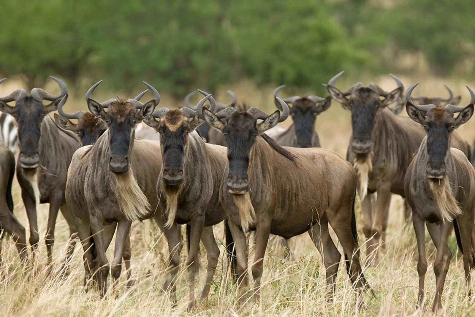 A wall of wildebeest hesitates at the water's edge