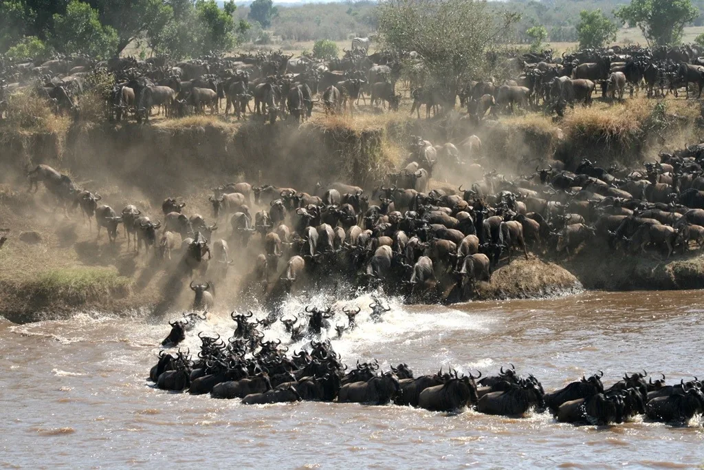 The herd pours down the bank into the river in full surge
