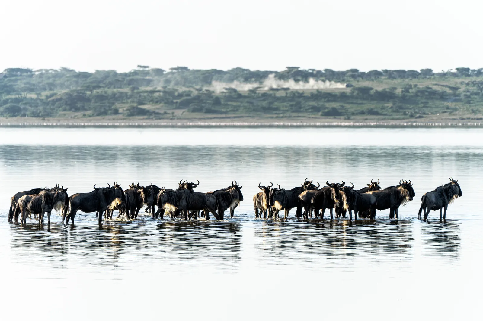 The herds mass at shallow water in the northern river country