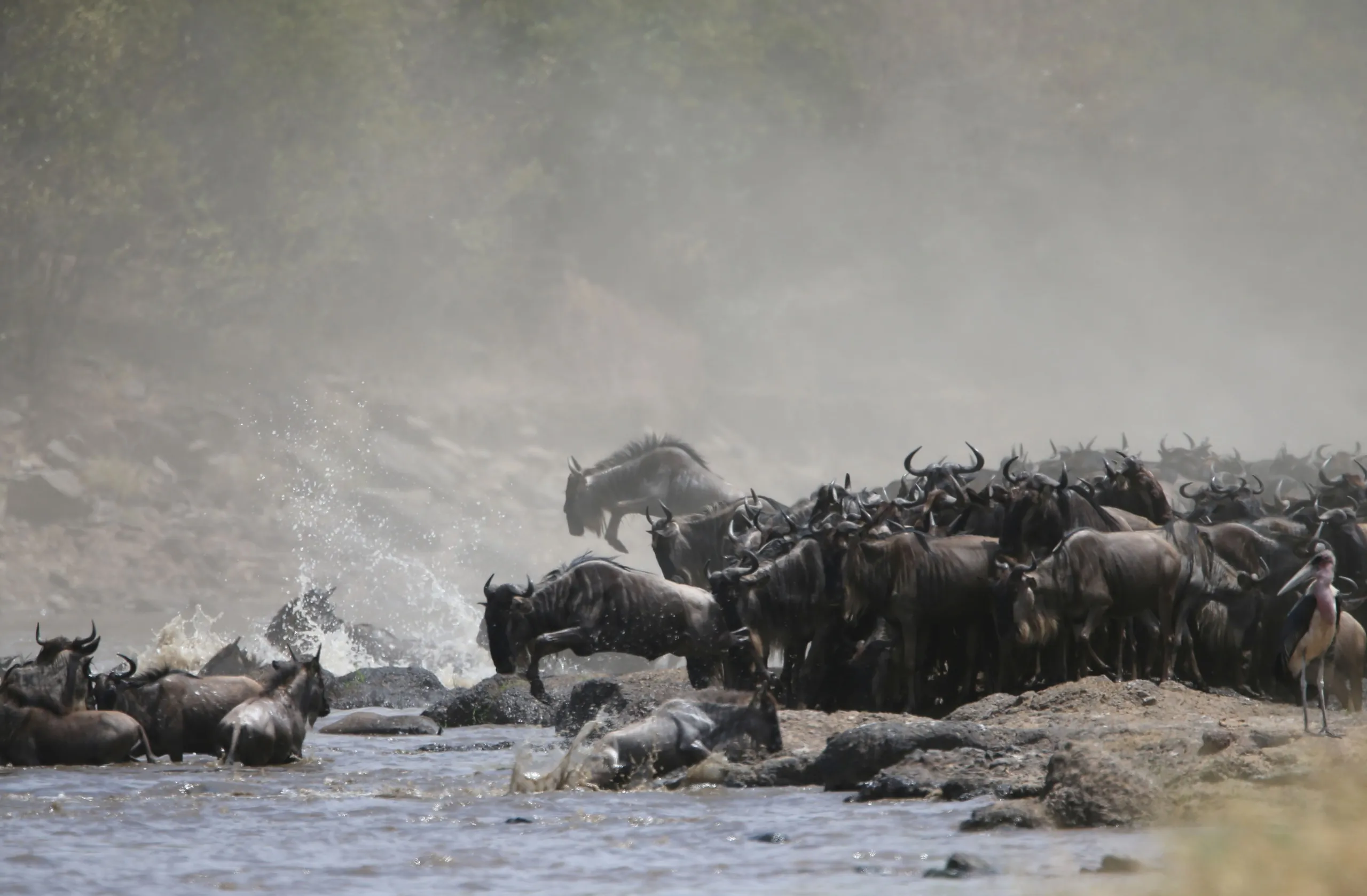 Wildebeest churn through the river in the northern crossing country