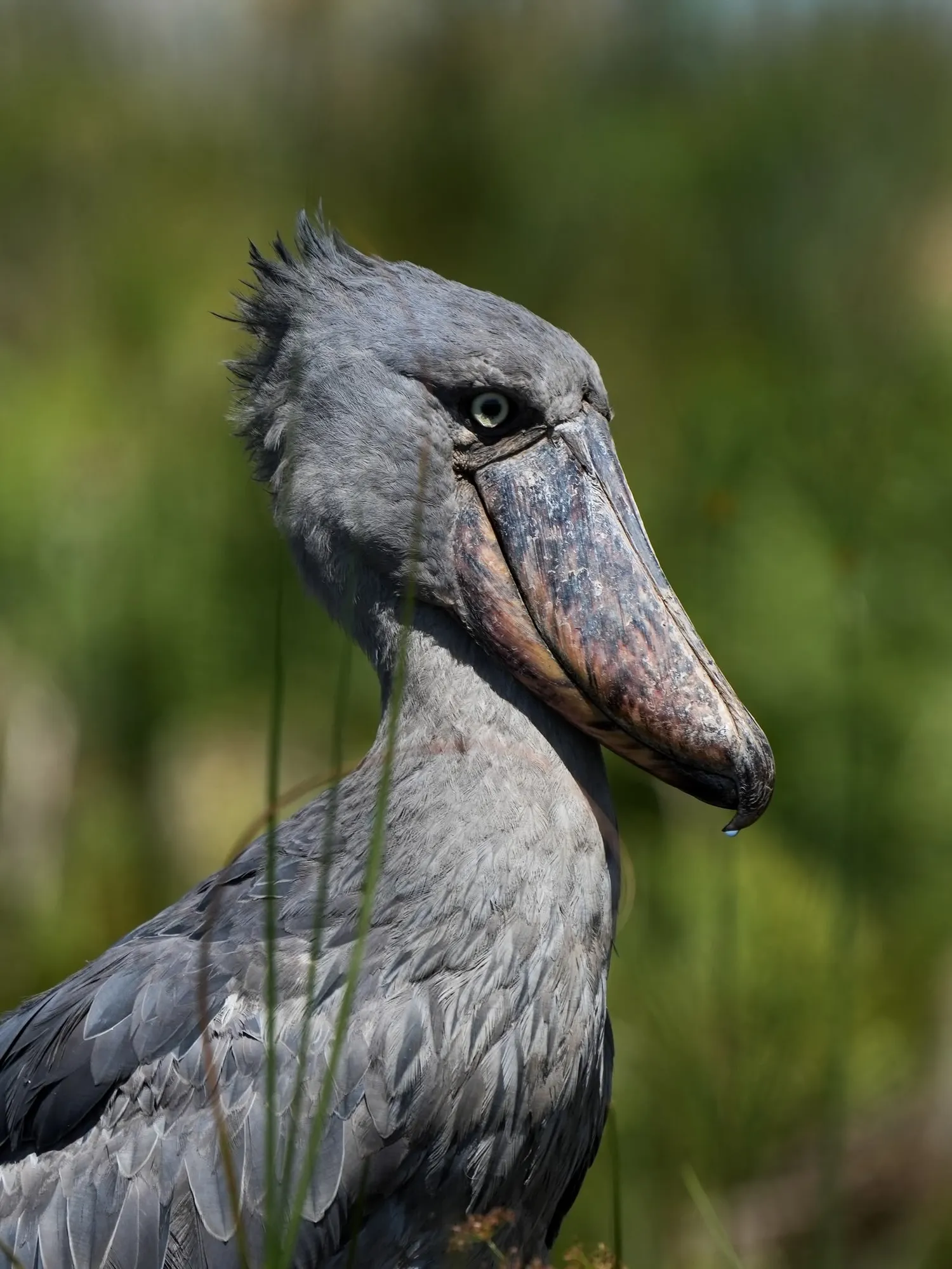 A shoebill stands in shallow wetland, pale plumage and a heavy bill clear against green papyrus.