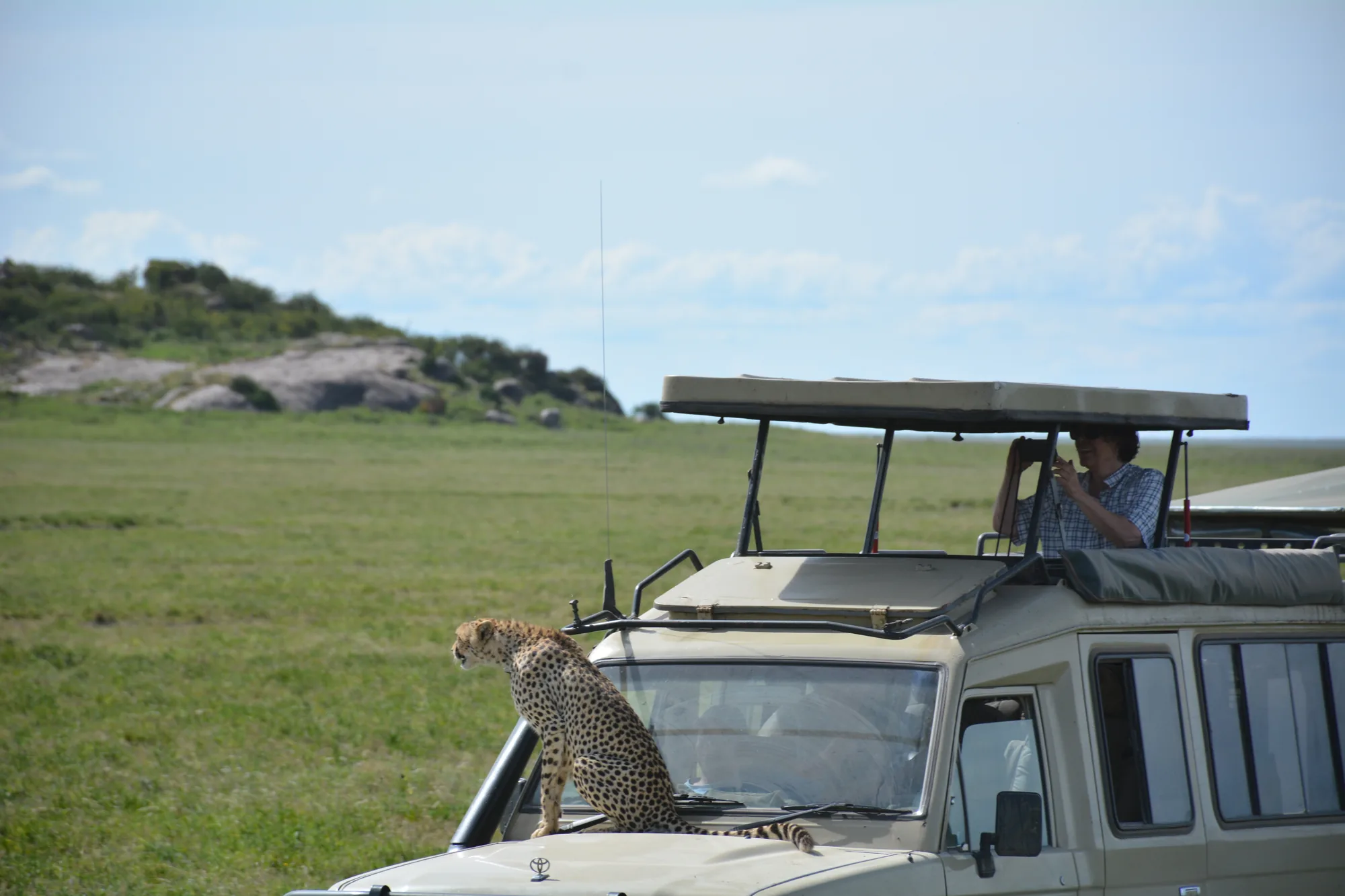 A cheetah rests on the bonnet of a safari vehicle while a guest photographs from the roof hatch