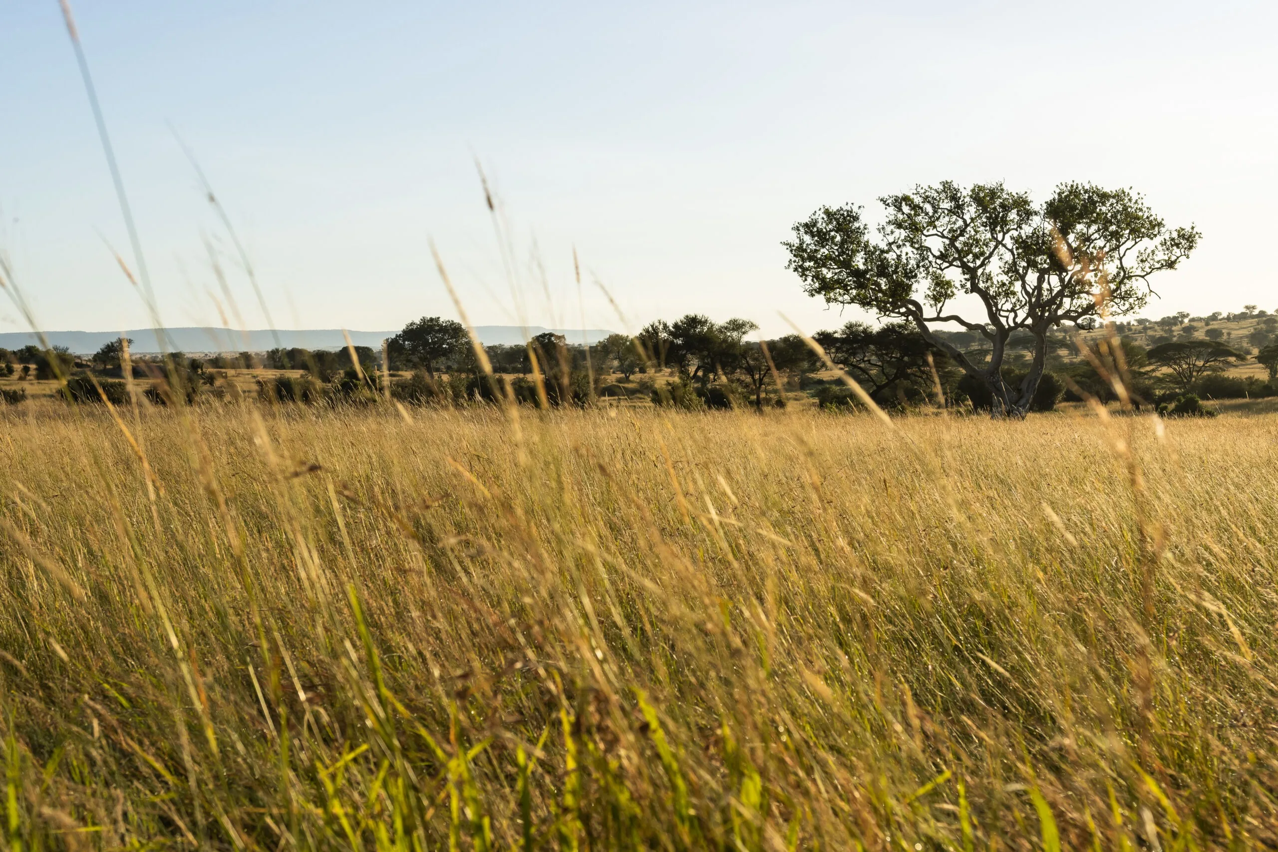 Long grass runs to a single tree on the protected plain