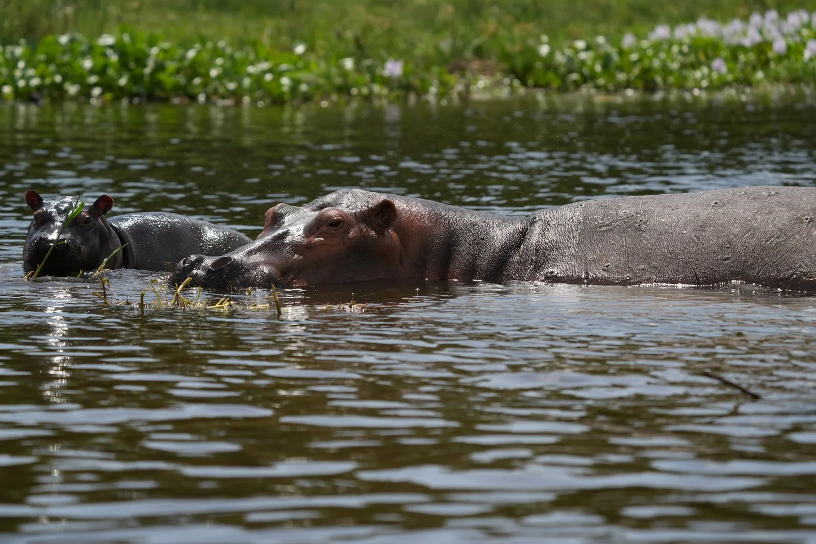 A pod of hippos crowds a river pool
