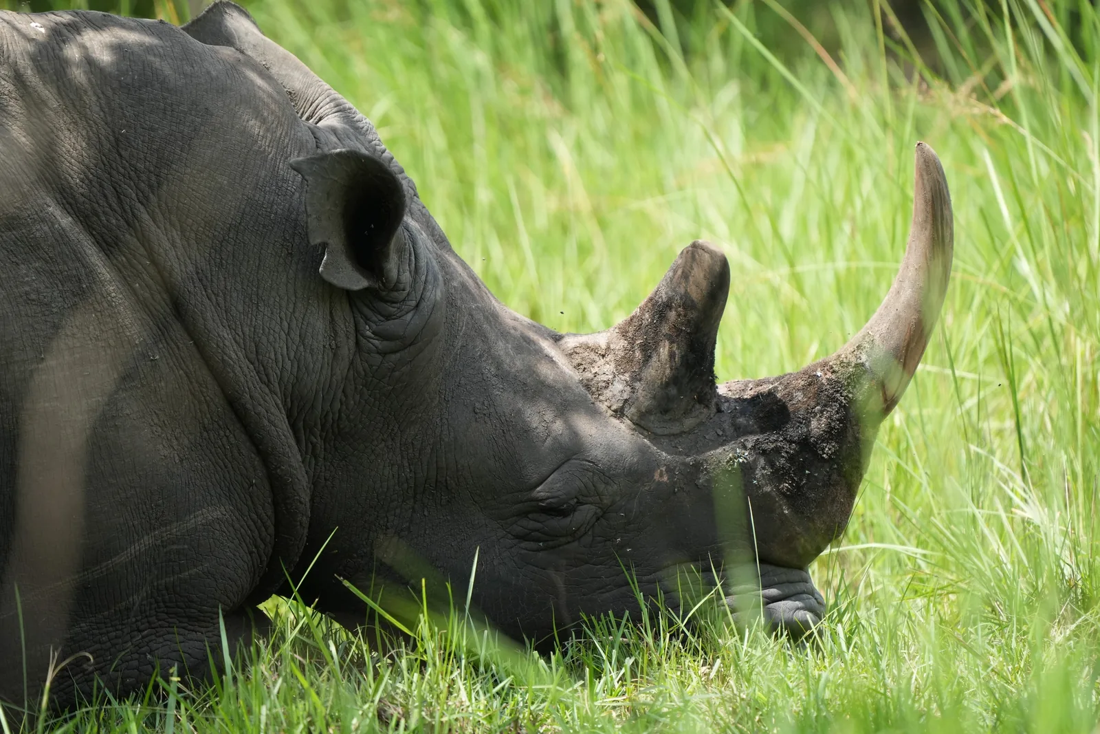 A white rhino grazes deep in green grass