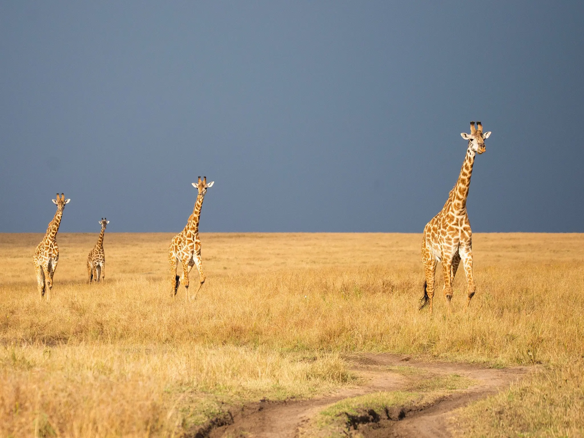 Four giraffes moving across open East African grassland beneath a gathering sky
