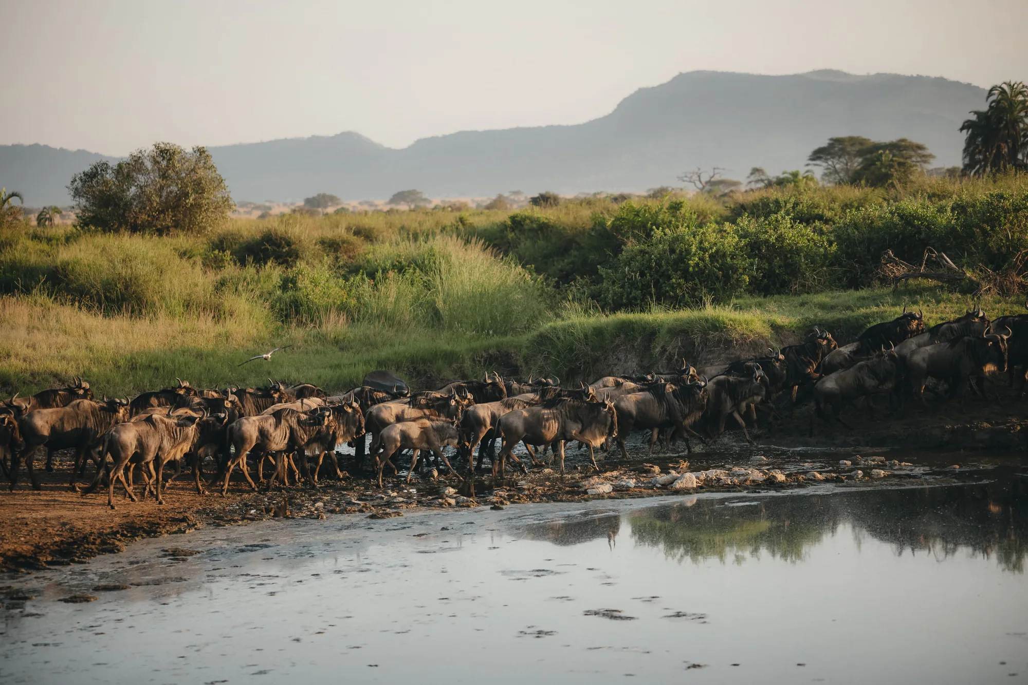 Migration herds gather at the Sand River on a Sail Safaris game drive in the Maasai Mara