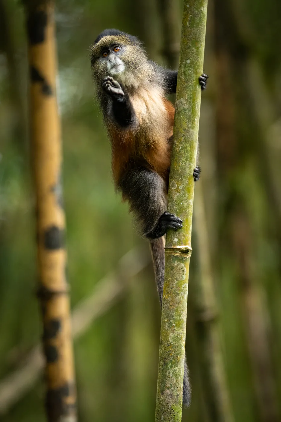 A golden monkey clings to a bamboo stem