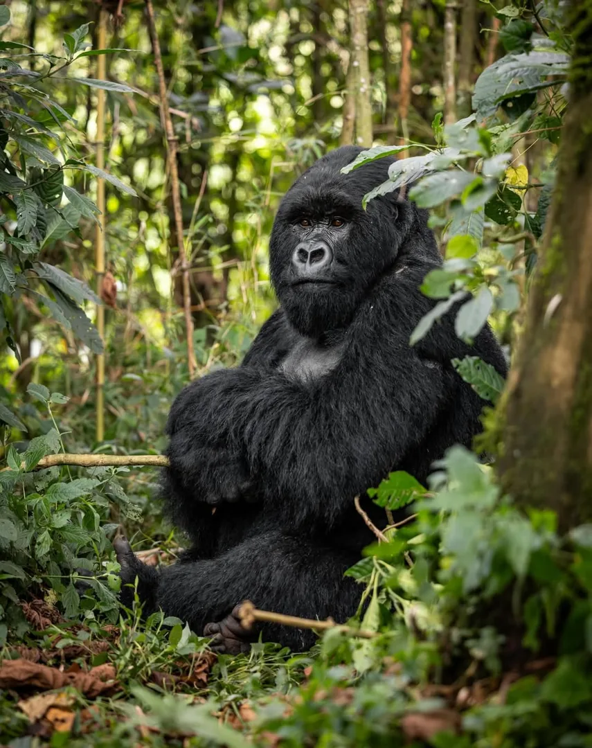 A young gorilla sits at ease among the leaves