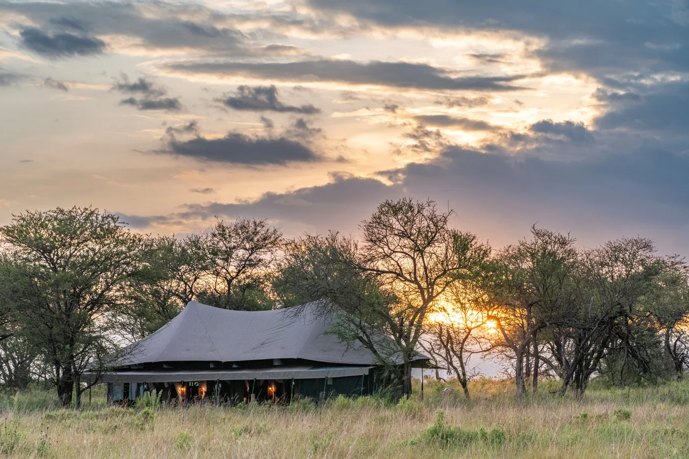 A honeymoon tent glows at dusk beneath a spreading tree