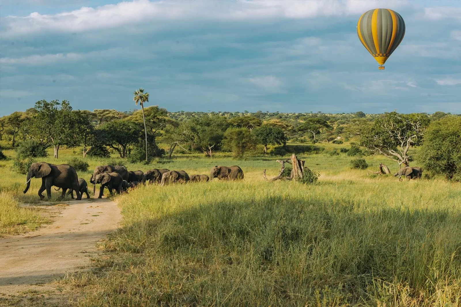 Elephants graze the lush green bush as a balloon rises behind