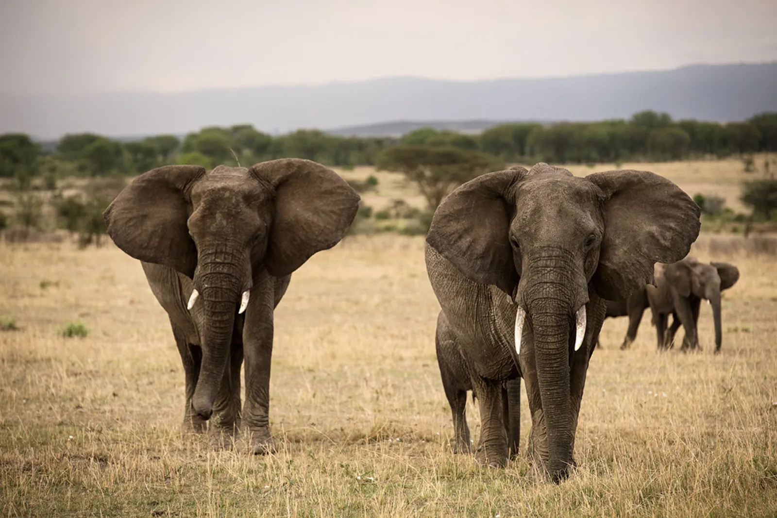 An elephant family walks toward the camera through green grass