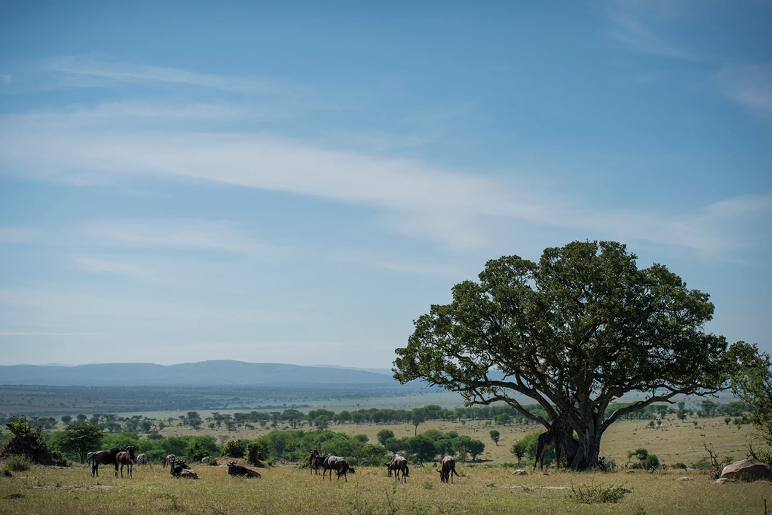 Herds graze beneath a baobab on the emerald plain