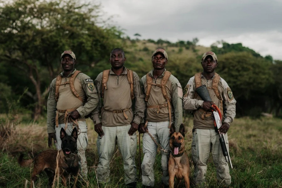 Four Grumeti Fund rangers stand with their tracking dogs on the green corridor grass