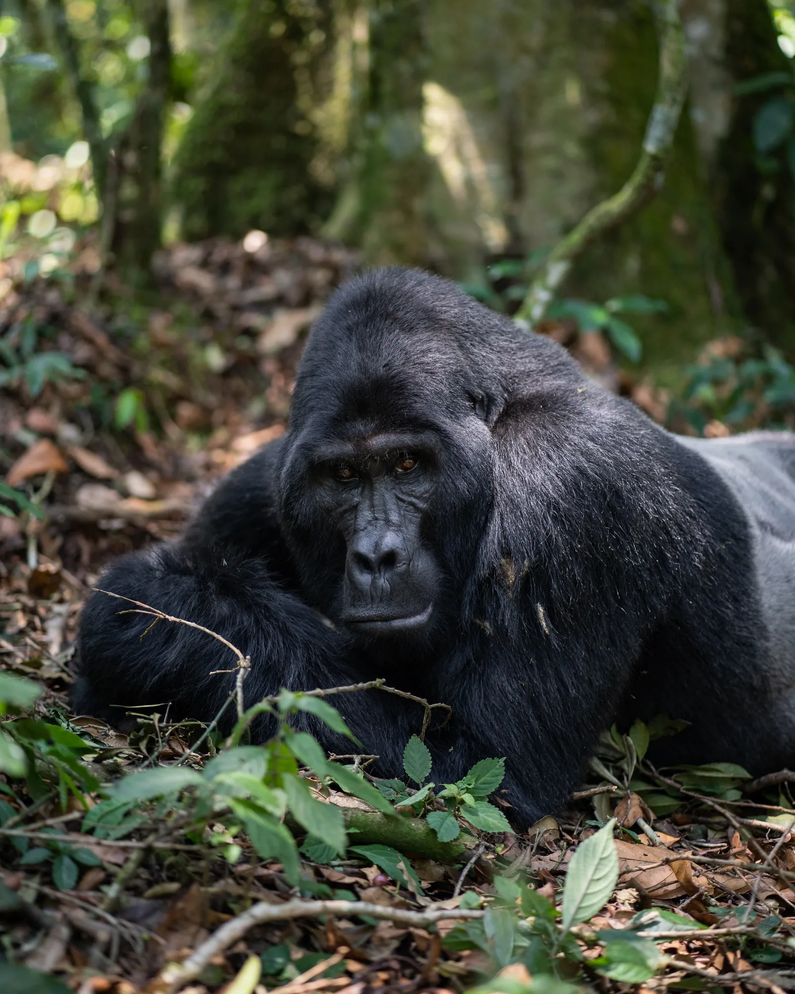 A silverback rests among the vegetation of the forest floor