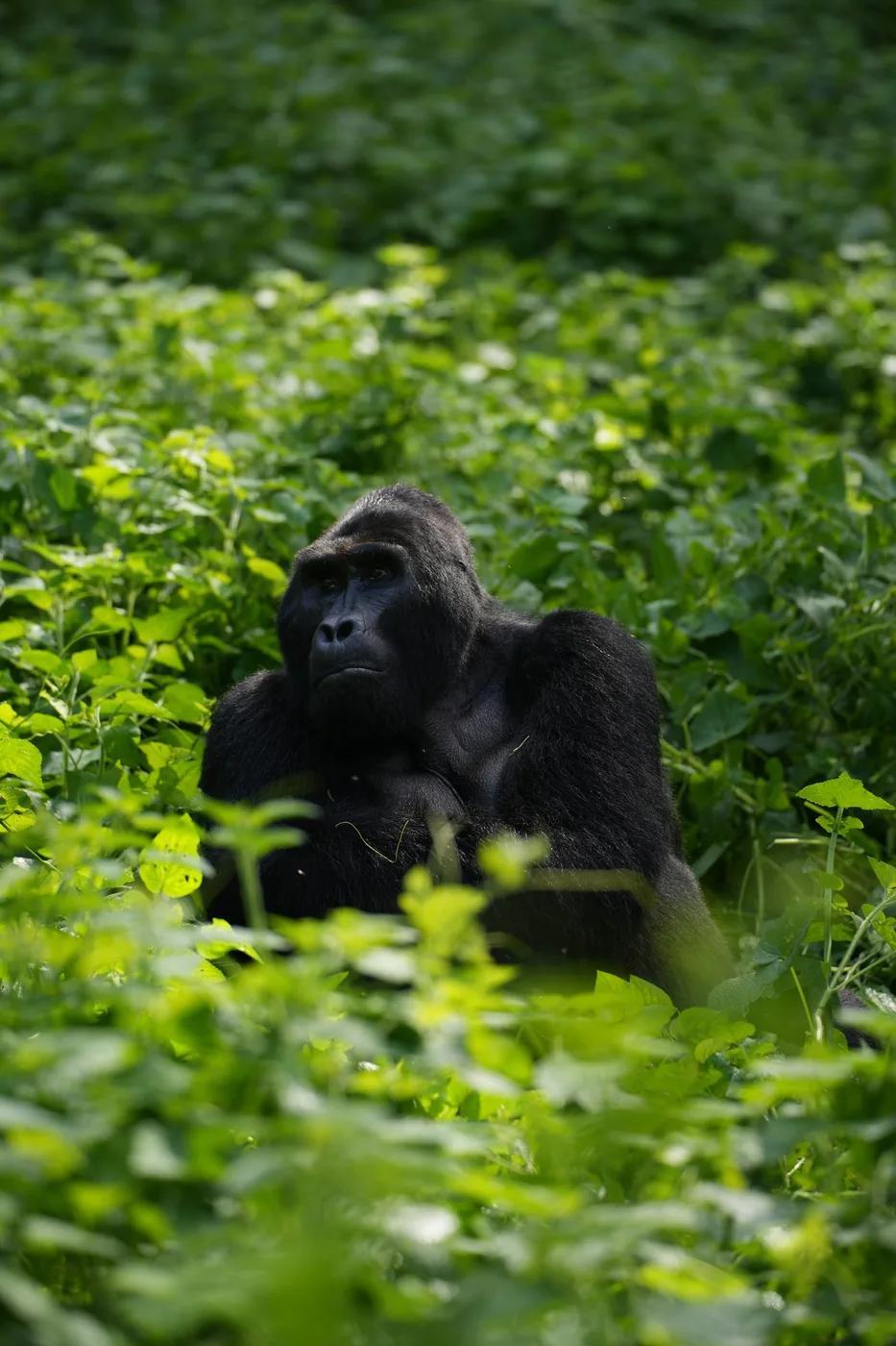 A gorilla sits quietly among the leaves of the forest