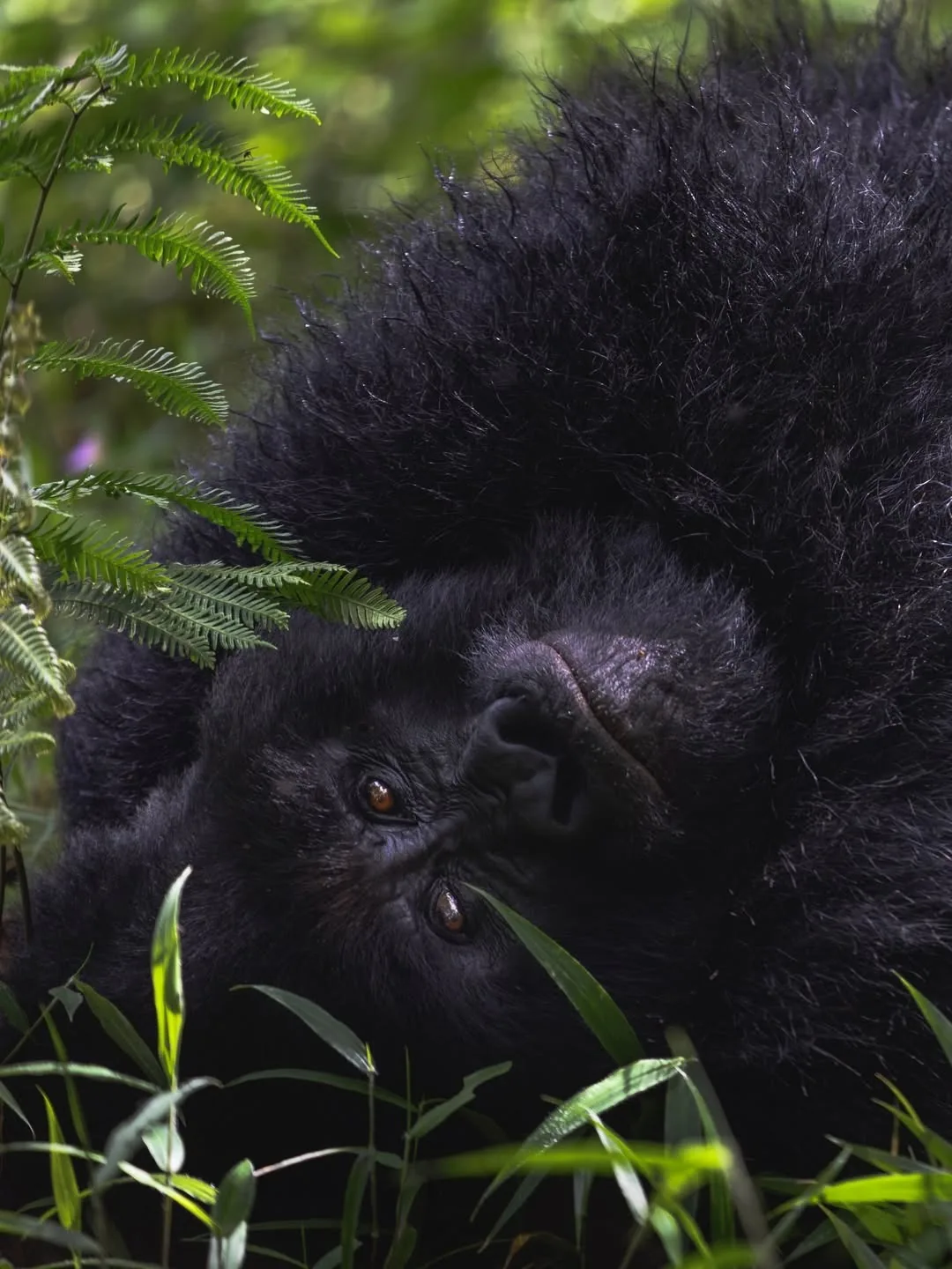 A silverback feeds deep in the foliage